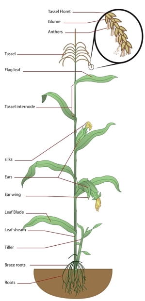 Corn diagram (1)