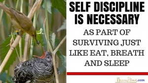 Self discipline Neary Heng dot com