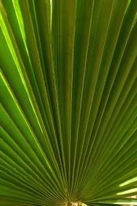 palm-65532_1280